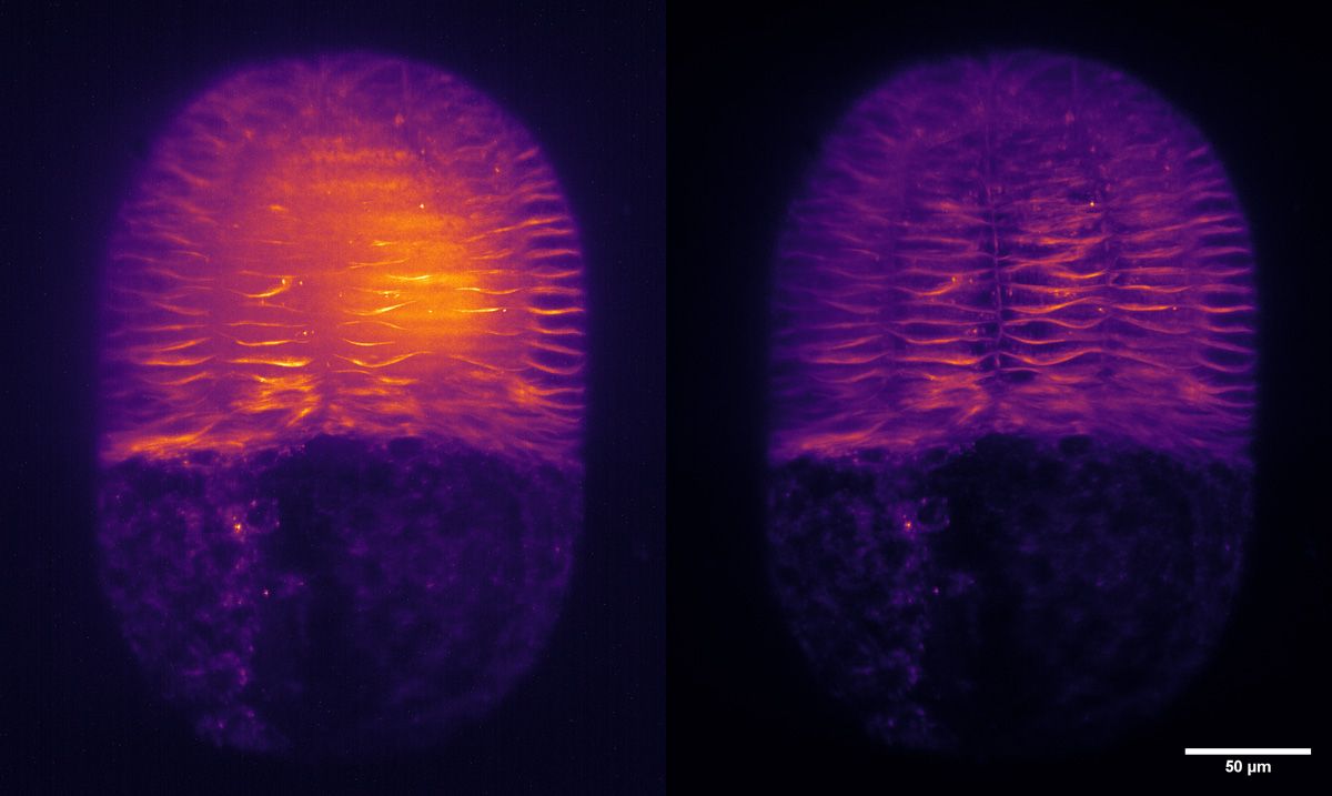 The cleaned version of the butterfly ovary image shows greater detail than the single-view image.