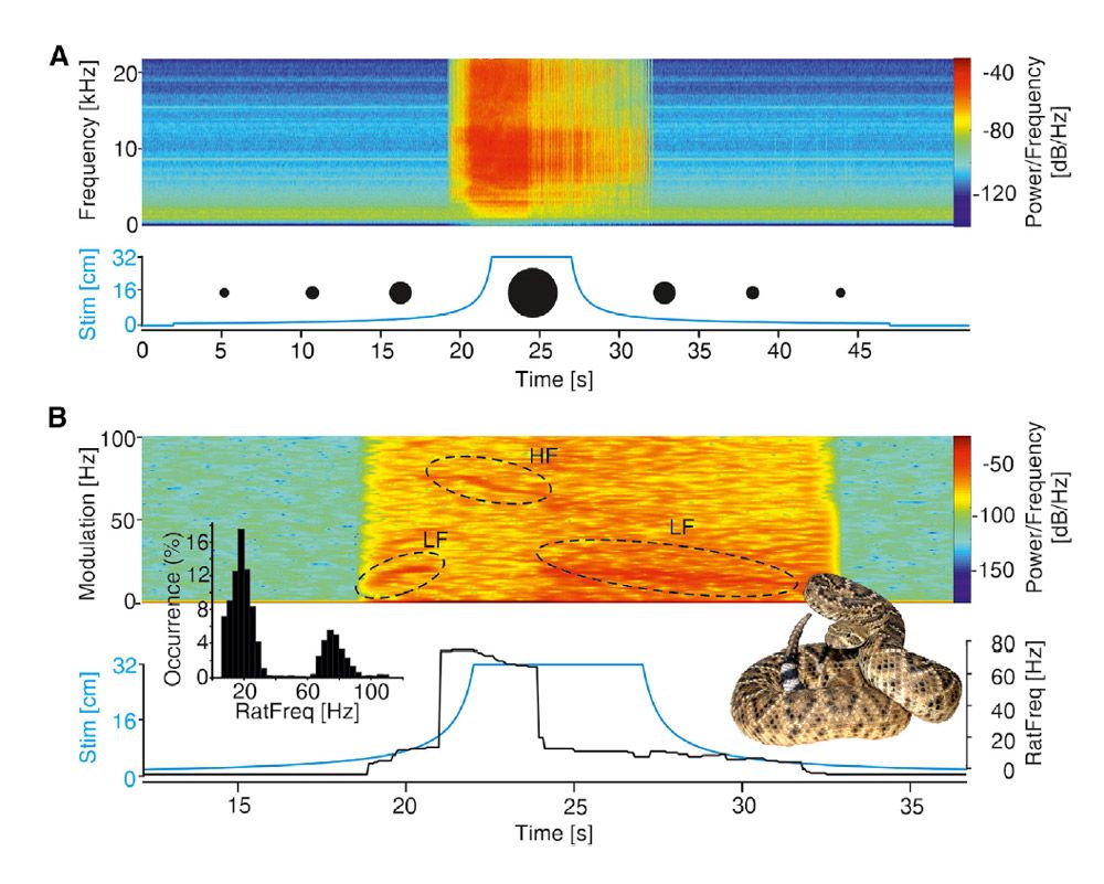 2 spectrograms depicting acoustic properties of rattlesnake rattling. The x-axis is time and y-axis is frequency. In Figure A, the approaching threat is greatest at 25 seconds. In Figure B, the rattling frequency is highest as threats appear closer. 