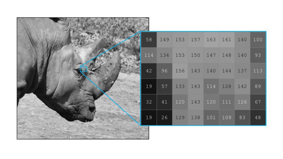 Close-up of a rhinoceros head with a zoomed grid overlay showing grayscale pixel values ranging from 19 to 163.