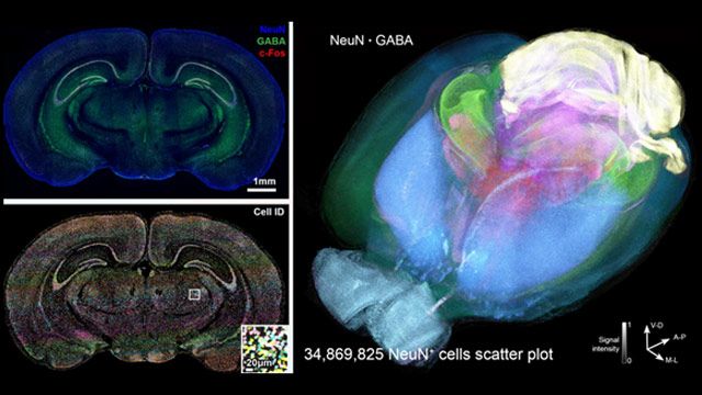 CUHK Advances Cell Segmentation and Analysis with AI
